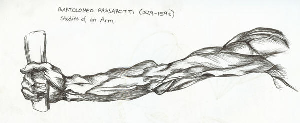 Arm Study by puckatdeviantart on DeviantArt