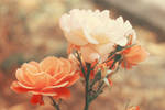 Roses 004 by EvaEvangeline