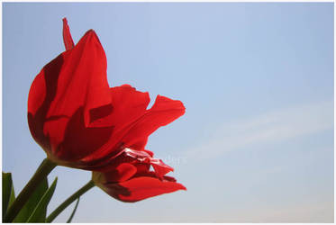 2 Red Tulips