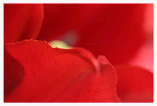 Soft Red Focus