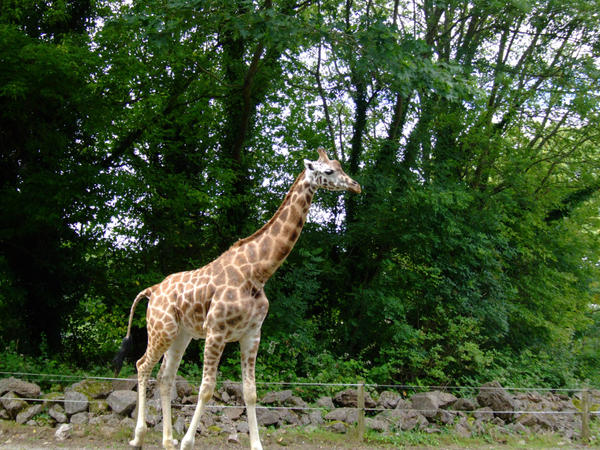 GI raffe by alrightfliss on DeviantArt