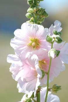 Summer Blossom_white