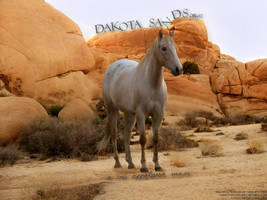 Dakota Sands