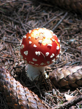 Red mushroom