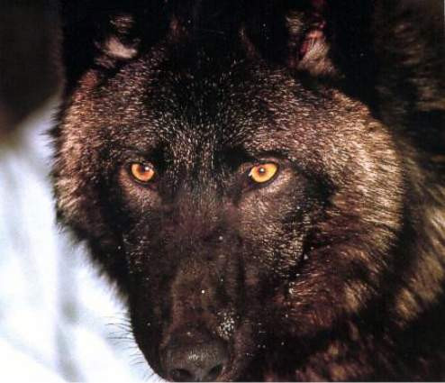 a black wolf