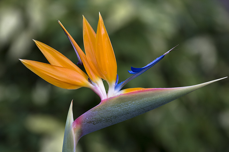 Bird of paradise