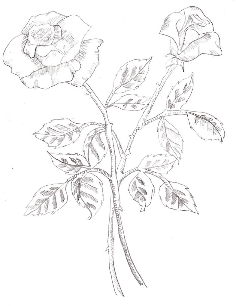 Two Roses by lokihftresvh on DeviantArt