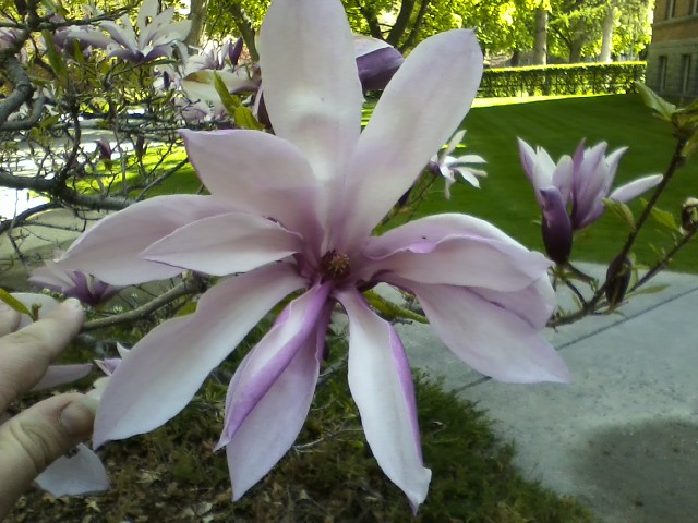 Pretty flower