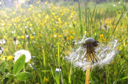 Dandelion... again.