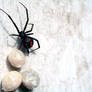 Red Back Spider 01 - Broodles