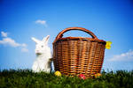Easter bunny by jfphotography