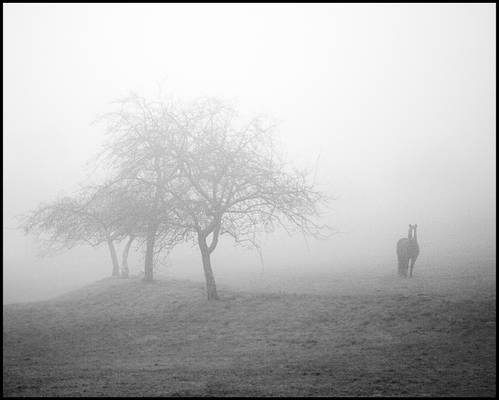 Horse in Fog