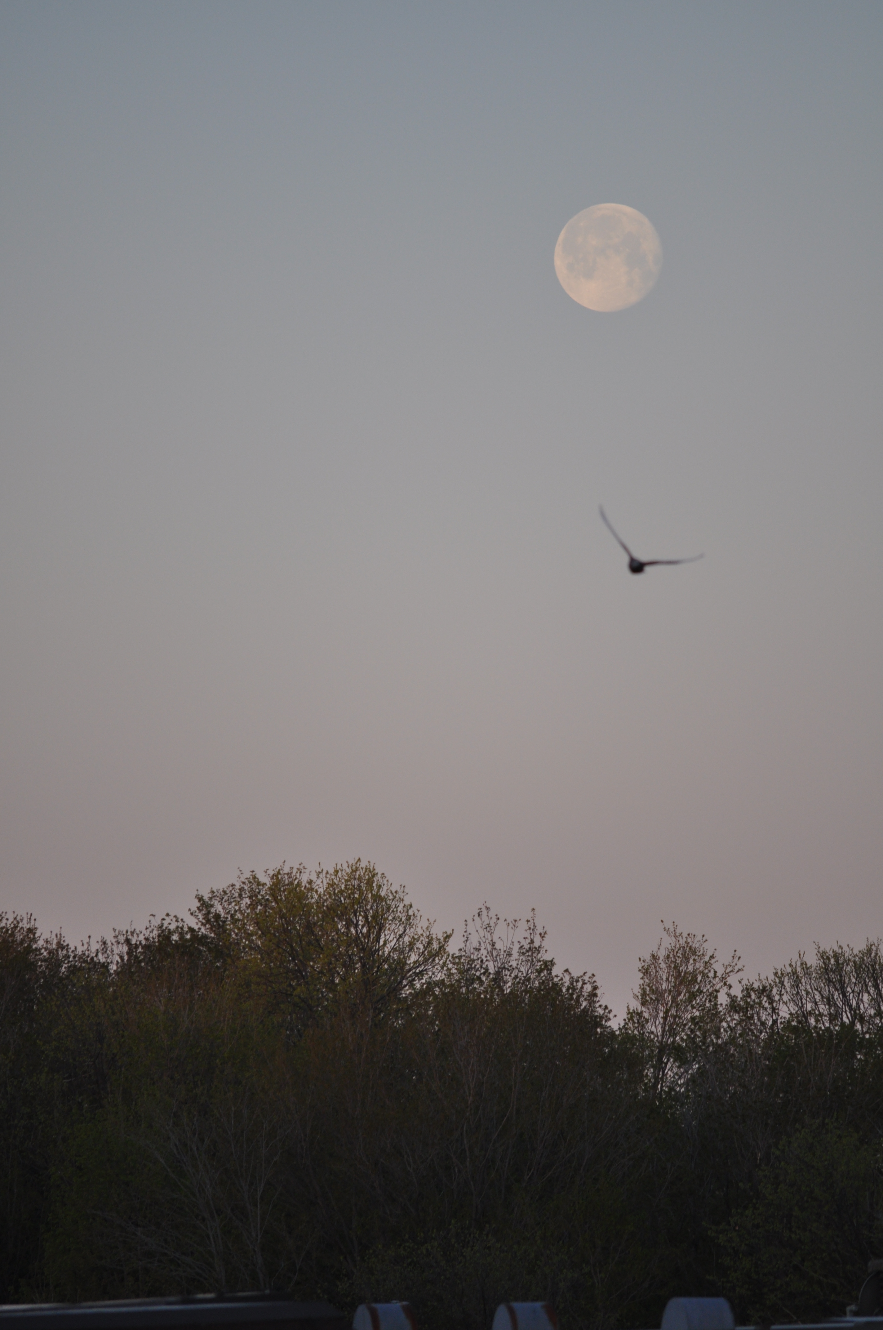 moon over montreal