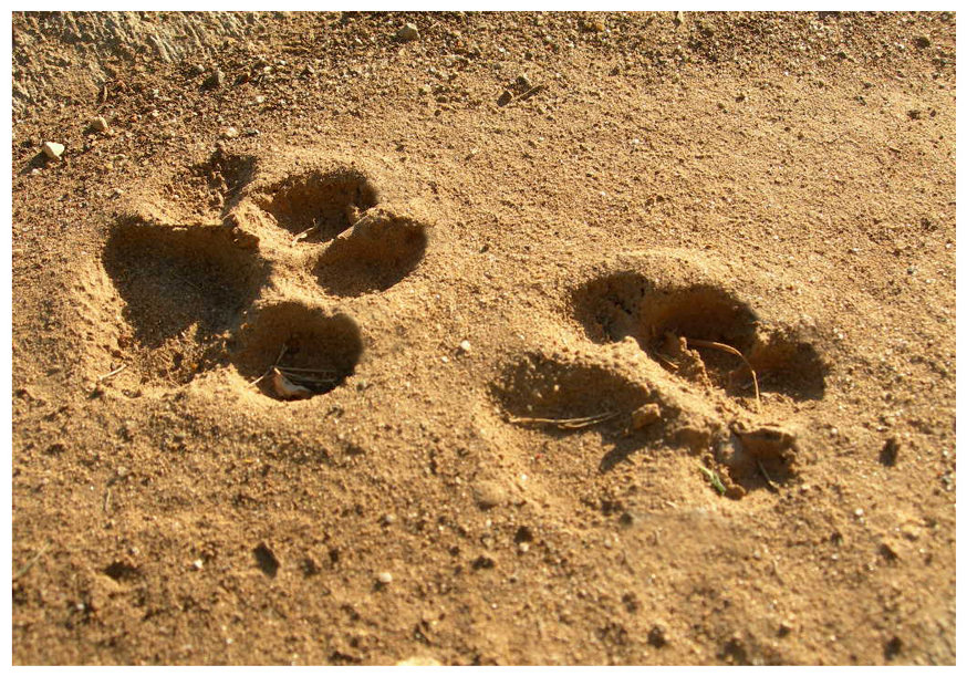 cat tracks