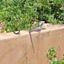 Water Dragon at Terrigal