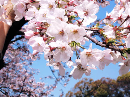 Sakura