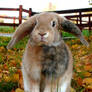 Autumn rabbit..