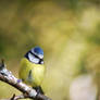 Blue tit