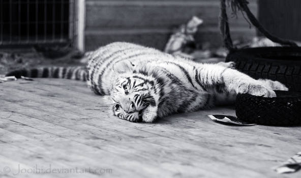 Playful tigercub