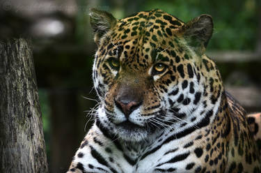 Jaguar