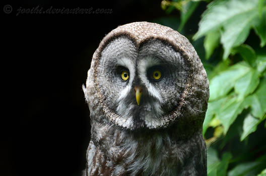 Great gray owl