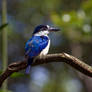 Forest Kingfisher