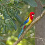 Eastern Rosella