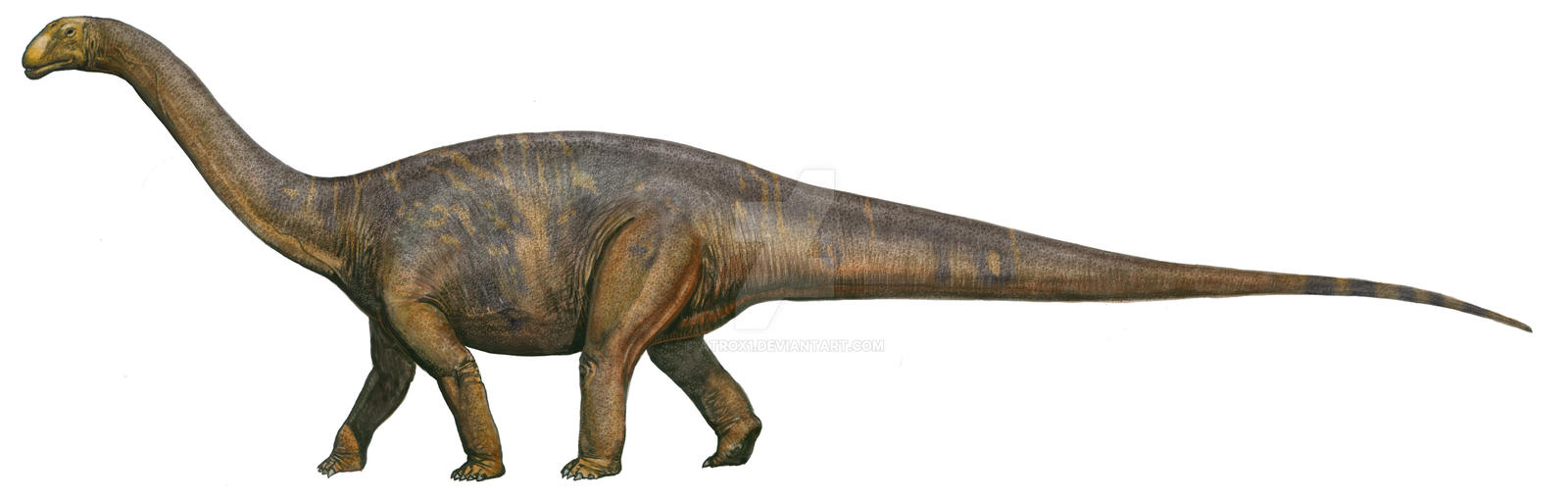 cetiosaurus