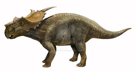 Achelousaurus horneri