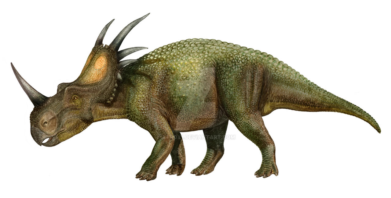 styracosaurus albertensis