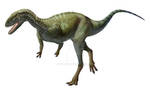 Elaphrosaurus  bambergi