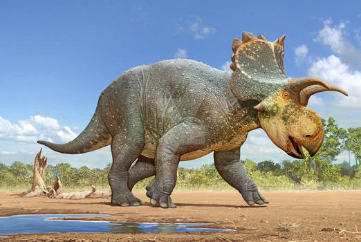 Crittendenceratops krzyzanowskii