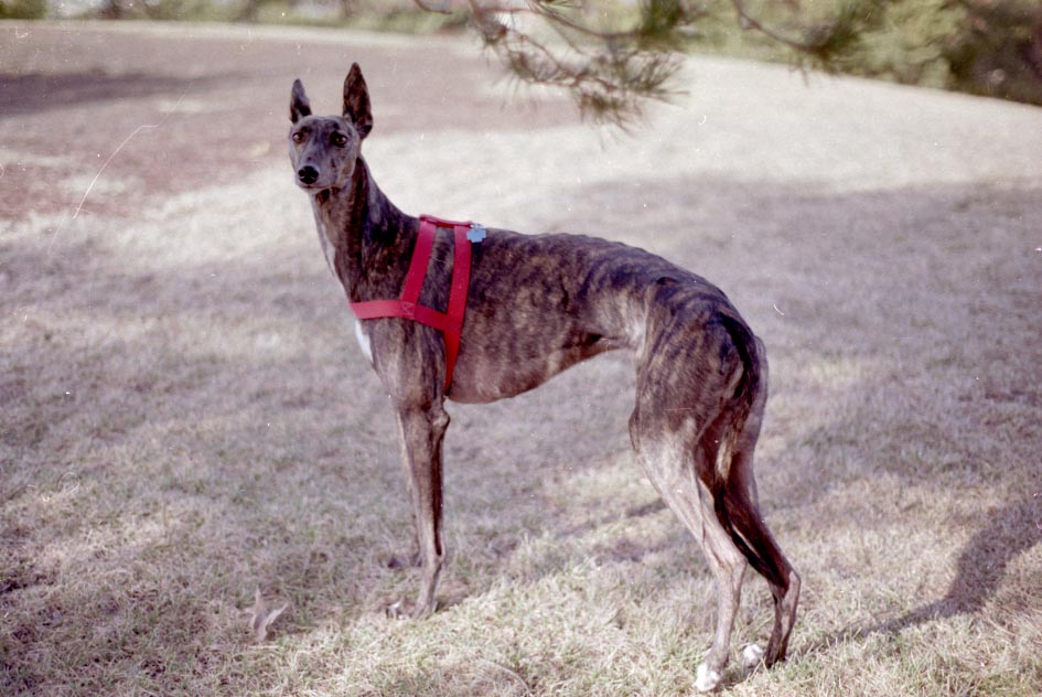 greyhound