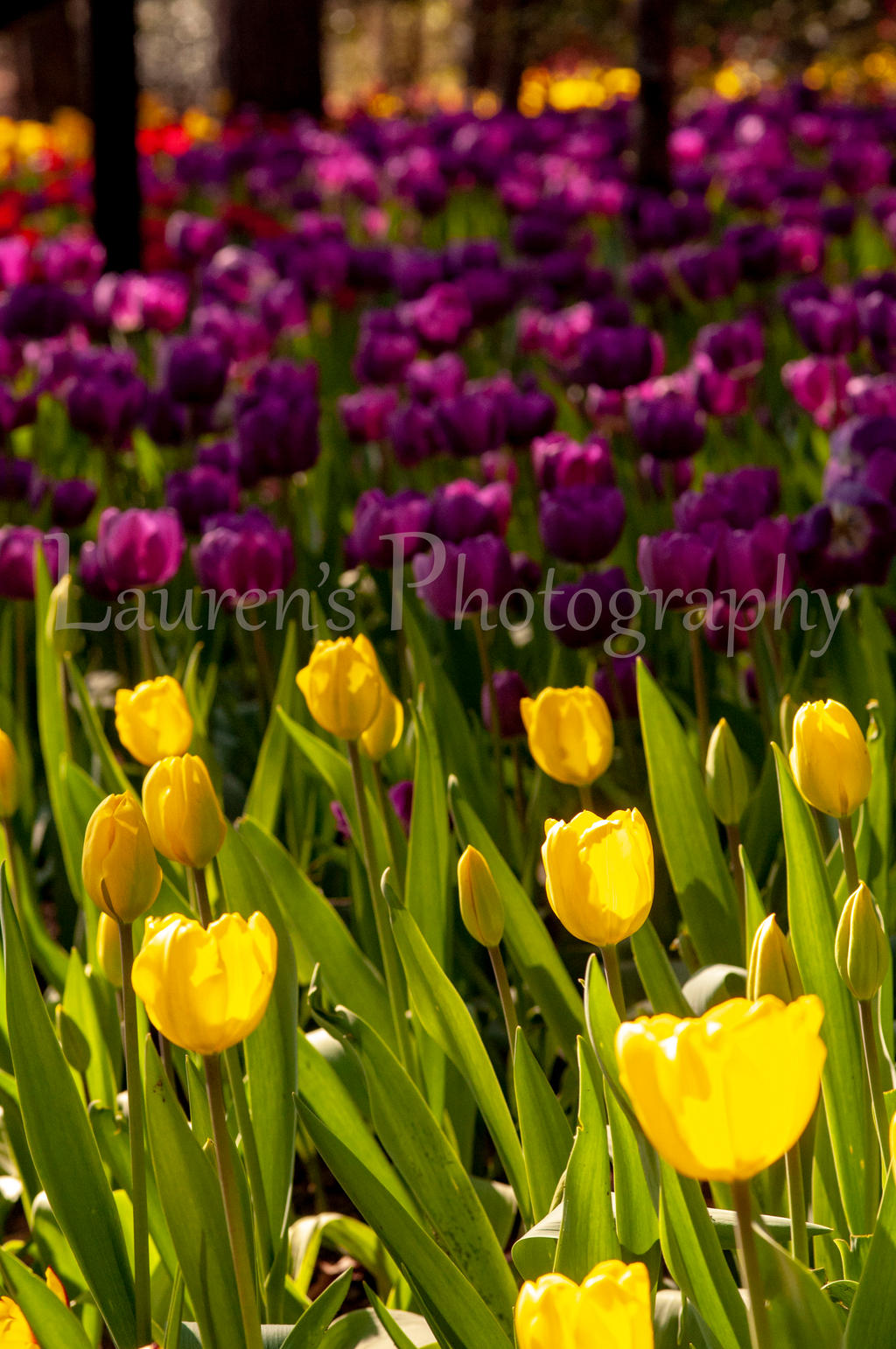 Field of Tulips