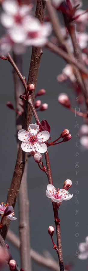 Small Flowers