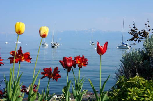 Flowers and Boats