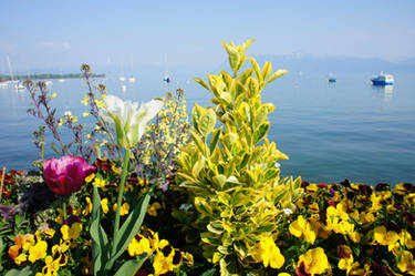 Flowers and Boats 2