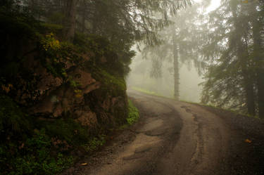 Forest Fog