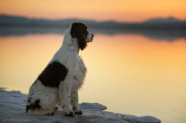 Sunset Springer dog