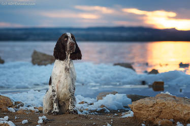 Summer evening