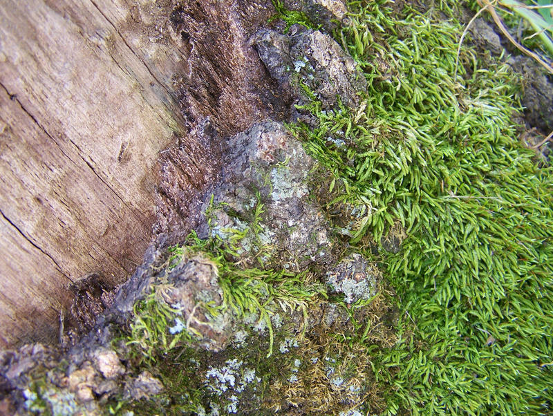 Tree Texture II by JsseGrrrl on DeviantArt