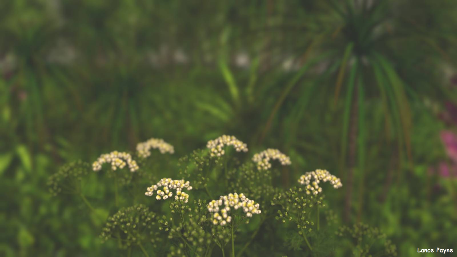 Close Up flowers