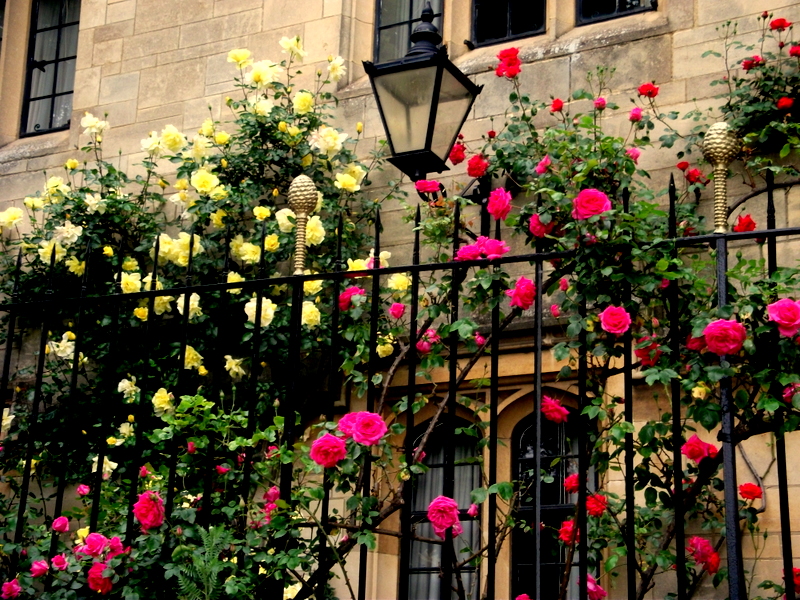 Roses in Oxford