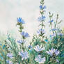 Chicory