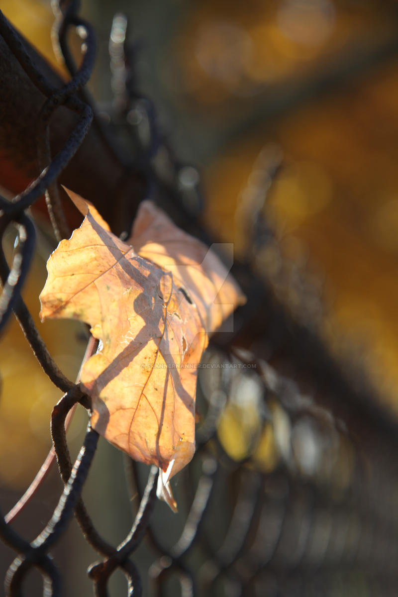 wire and leaf