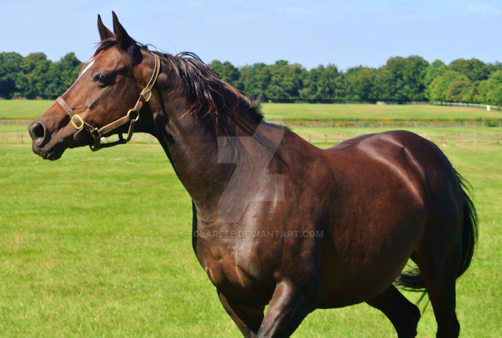 Mare at Newmarket