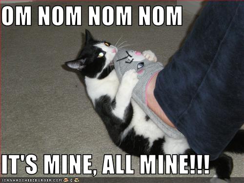 LOLcat no.6