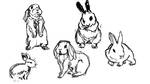Animal Sketches by hippybro