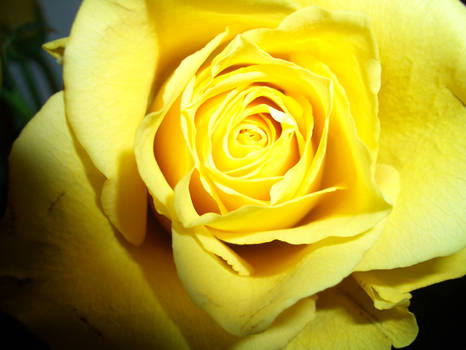 A yellow Rose