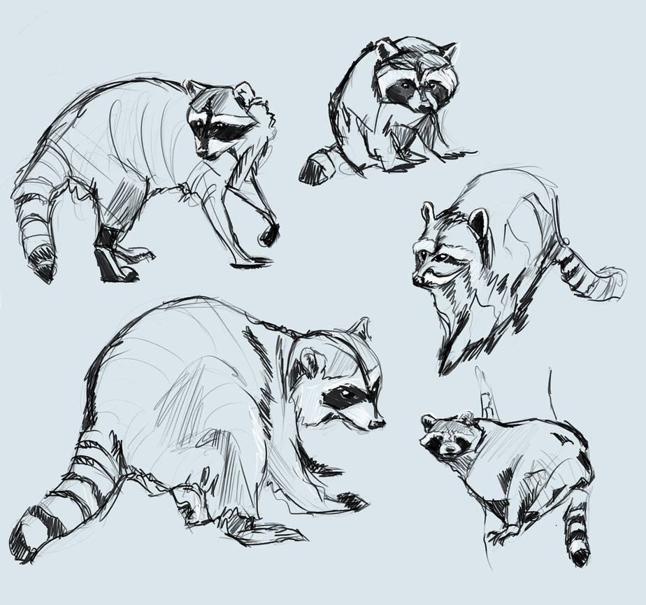Raccoon Image